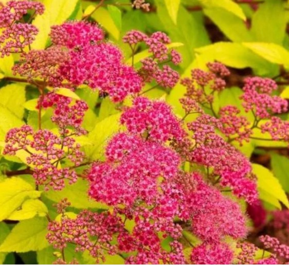 Spirea japonica 'Goldflame' / Japán gyöngyvessző - Image 2