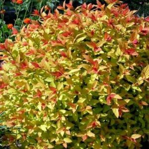Spirea japonica 'Magic carpet' / Japán gyöngyvessző