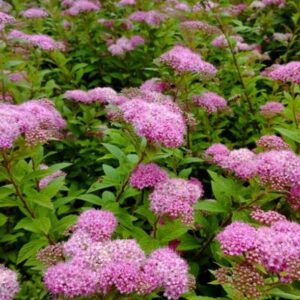 Spirea japonica 'Manon' / Japán gyöngyvessző