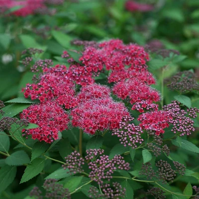 Spirea japonica 'Double Play Red' / Japán gyöngyvessző