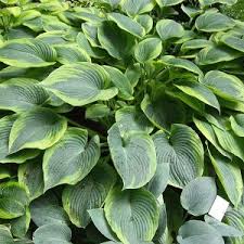 Hosta 'Alvatine Taylor’ / Árnyékliliom