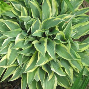 Hosta 'Bobcat’ / Árnyékliliom