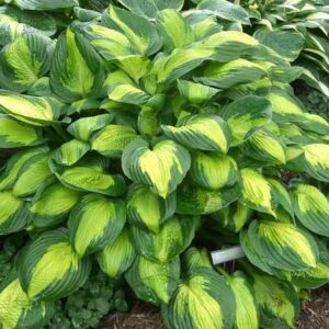 Hosta 'Captain Kirk’ / Árnyékliliom