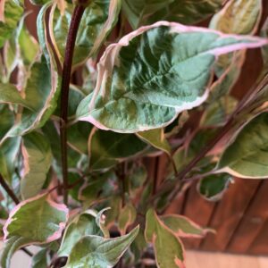 Cornus alba 'Miracle' / Rózsaszín tarka som