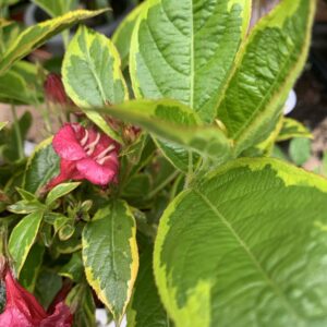Weigela florida  'Brigela' / tarka levelű rózsalonc