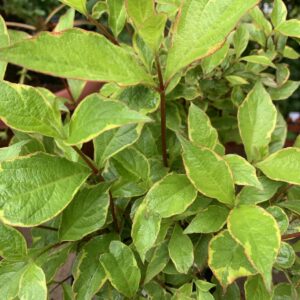 Weigela florida  'Sunny Princess' / rózsalonc