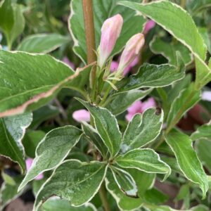 Weigela florida  'Variegata' / tarka levelű rózsalonc