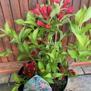 Weigela florida  'All Summer Red' / törpe rózsalonc