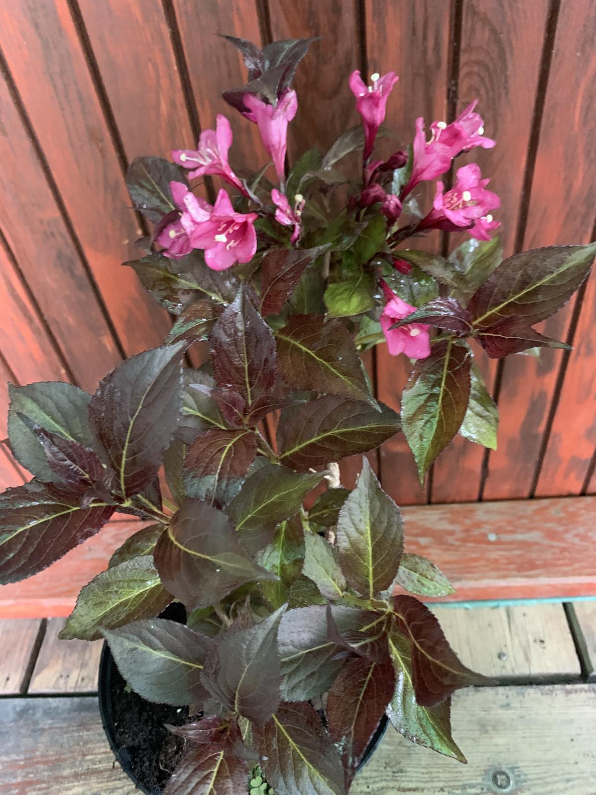 Weigela florida 'Minor Black' / bordó levelű rózsalonc