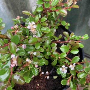 Cotoneaster dammeri 'Mooncreeper'/ Szőnyegmadárbirs