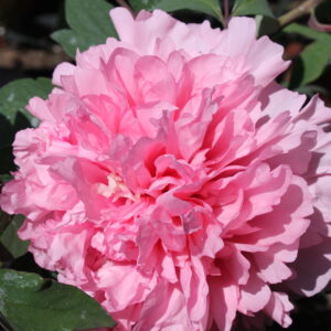 Paeonia suffruticosa ‘Comtesse de Tuder’ / Fásszárú bazsarózsa
