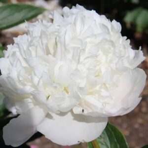 Paeonia lactiflora 'Avalanche' / lágyszárú bazsarózsa