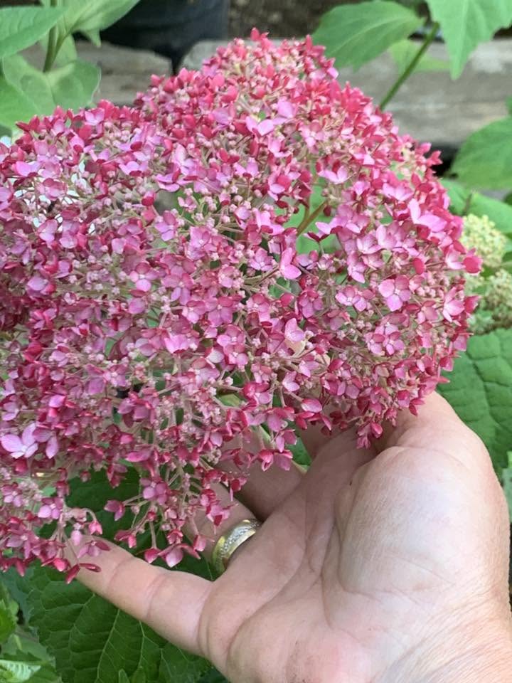 Hydrangea arborescens 'Pink Annabelle' / Cserjés hortenzia - Image 3
