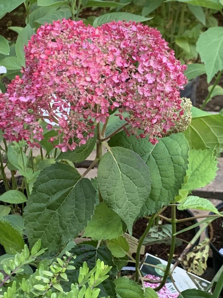 Hydrangea arborescens 'Pink Annabelle' / Cserjés hortenzia - Image 2
