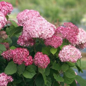 Hydrangea arborescens 'Pink Annabelle' / Cserjés hortenzia