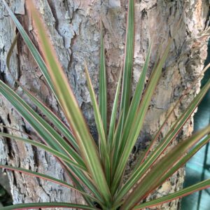 Dracena reflexa / Sárkányfa