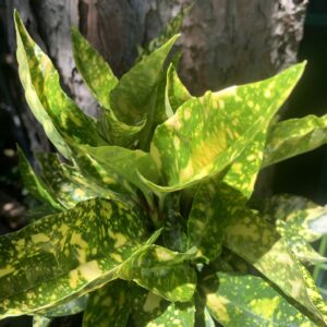 Aucuba japonica 'Crotonifolia' / Tarka babérsom