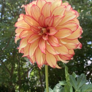 Dahlia pinnata Cav. / Dália