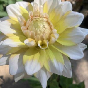Dahlia pinnata Cav. / Dália