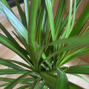 Dracena reflexa / Sárkányfa