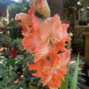 Gladiolus / Kardvirág
