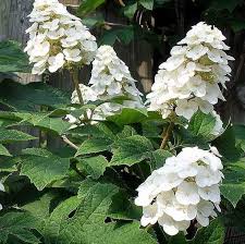 Hydrangea quercifolia 'Snow Quenn' / Cserjés hortenzia (másolat)