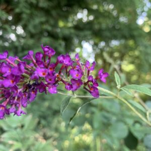 Buddleja davidii 'Nanho Purple' / Nyári orgona
