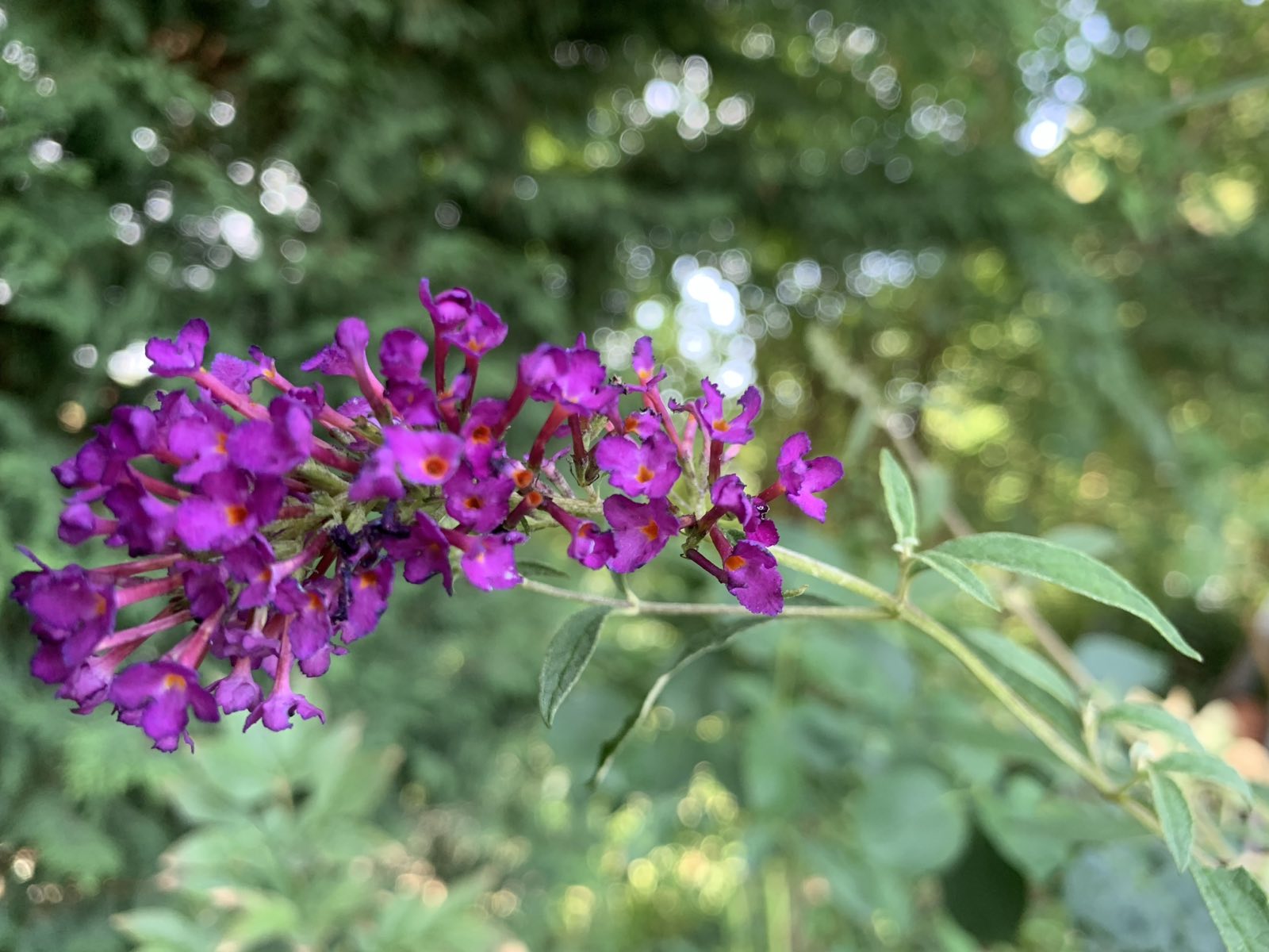 Buddleja davidii 'Nanho Purple' / Nyári orgona