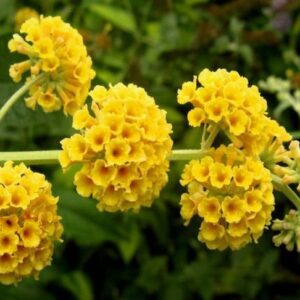 Buddleja x weyeriana 'Sungold' / Nyári orgona