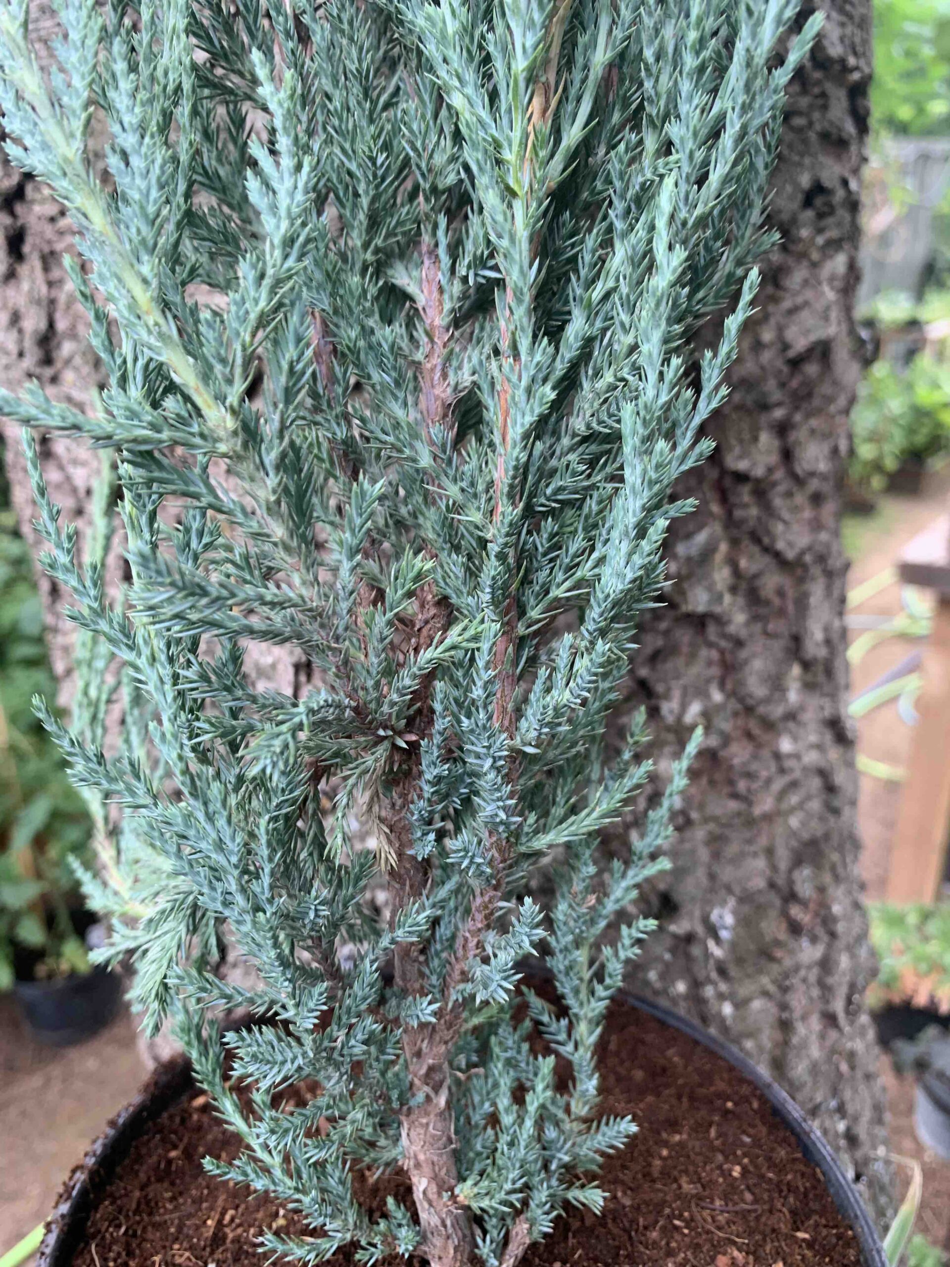 Juniperus scopulorum 'Blue Arrow' / kék oregoni boróka