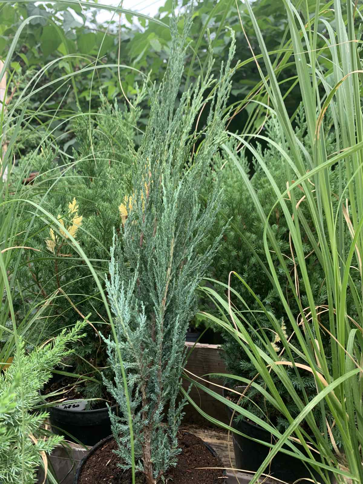 Juniperus scopulorum 'Blue Arrow' / kék oregoni boróka - Image 2