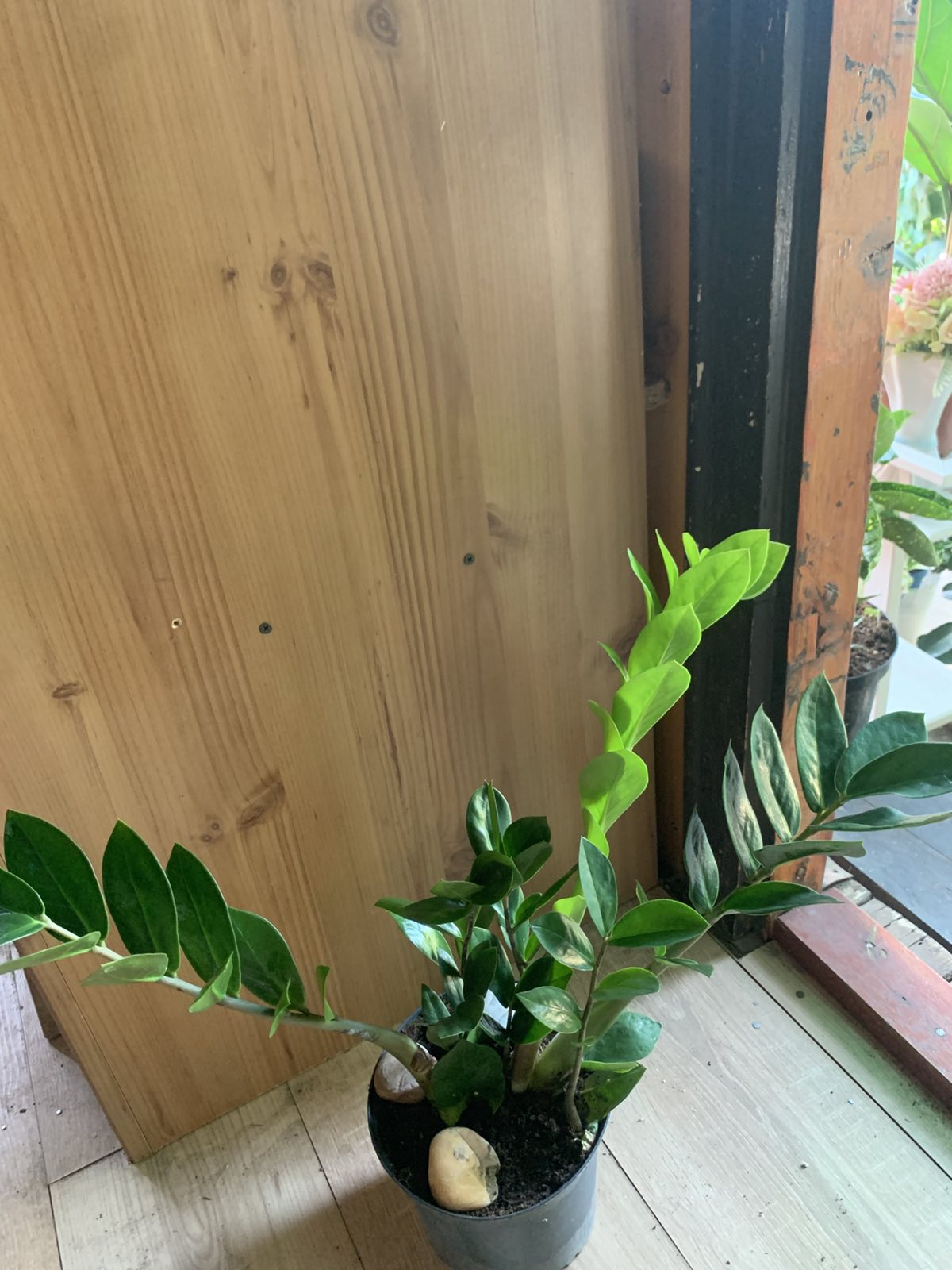 Zamioculcas zamifolia / Agglegénypálma