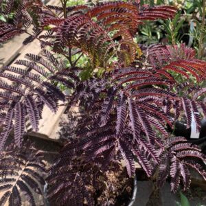 Albizia julibrissin / Selyemakác