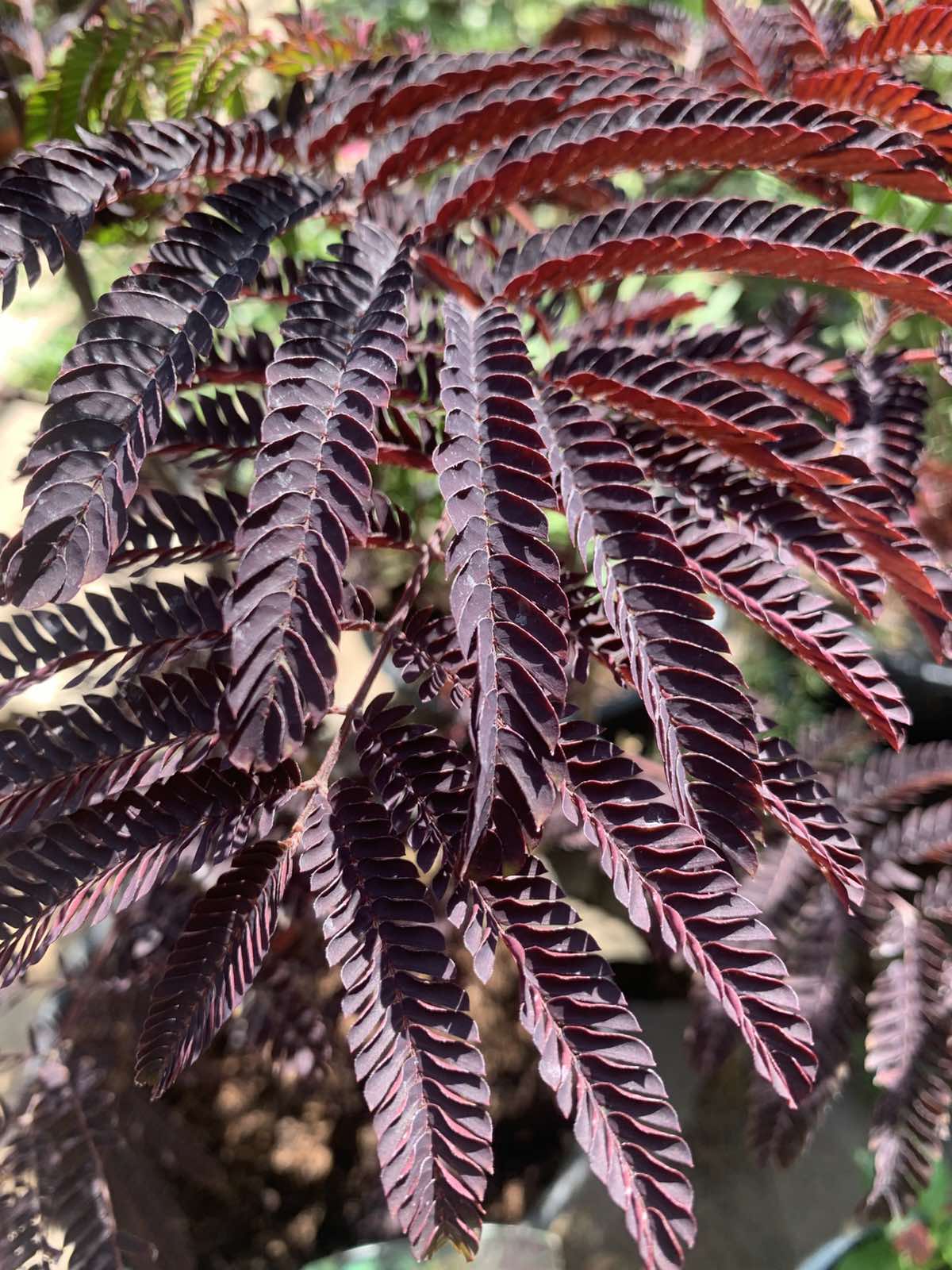 Albizia julibrissin / Selyemakác - Image 2
