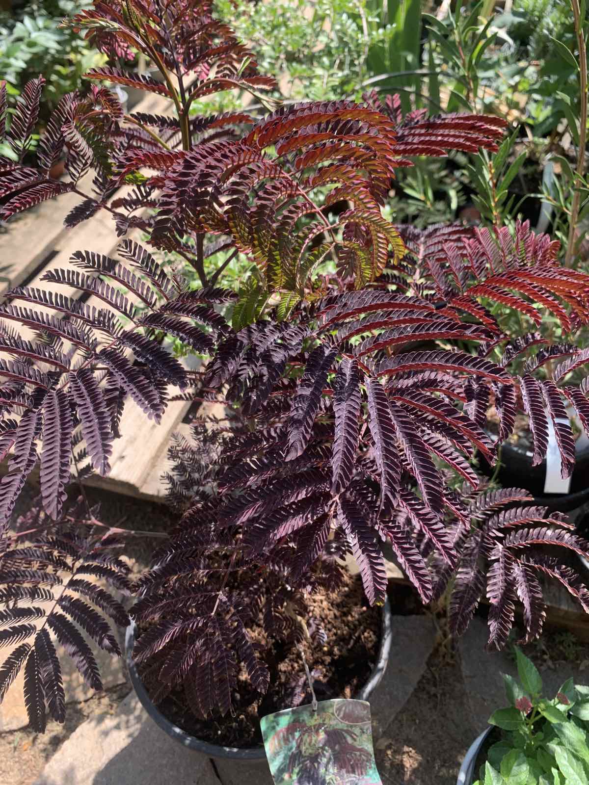 Albizia julibrissin / Selyemakác