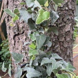 Hedera helix 'Glacier' / Fehér-tarka borostyán