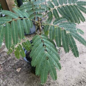 Albizia julibrissin / Selyemakác