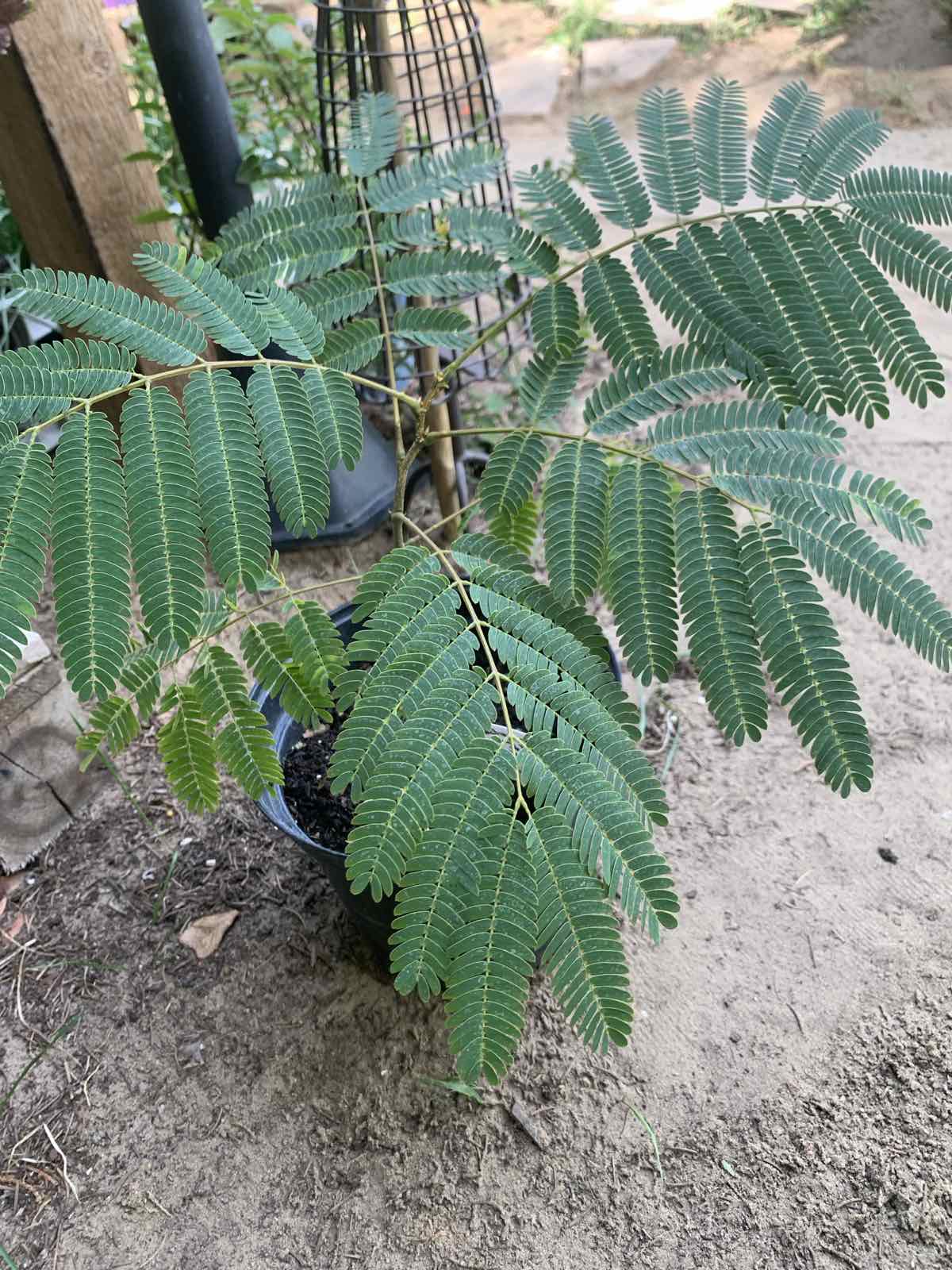 Albizia julibrissin / Selyemakác