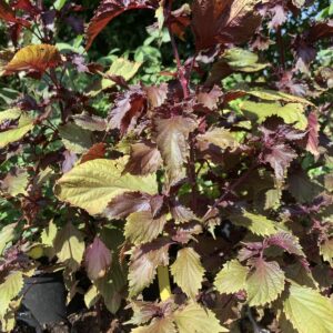 Perilla 'Red Shisho' / kínai bazsalikom