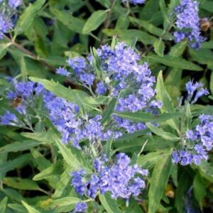 Caryopteris clandonensis 'Heavenly Blue' / Angol kékszakáll