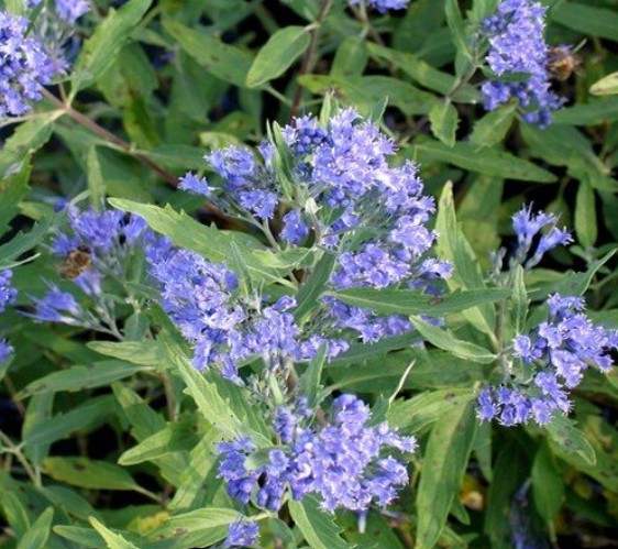 Caryopteris clandonensis 'Heavenly Blue' / Angol kékszakáll