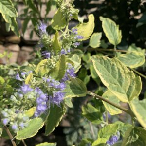 Caryopteris clandonensis 'Summer sorbet' / Sárga-tarka levelű kékszakáll