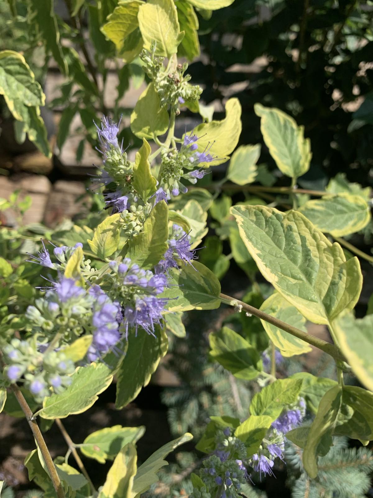 Caryopteris clandonensis 'Summer sorbet' / Sárga-tarka levelű kékszakáll