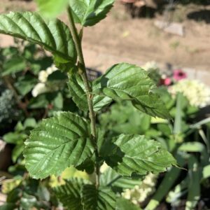 Carpinus betulus / Közönséges gyertyán