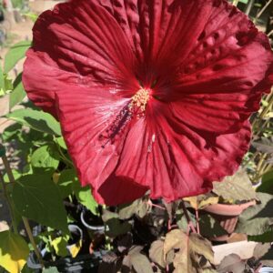 Hibiscus moscheutos 'My Valentine' / Mocsári hibiszkusz