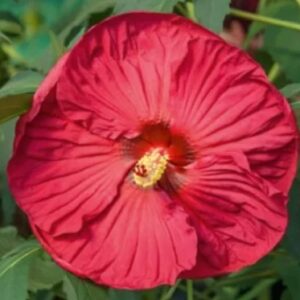 Hibiscus moscheutos Summerific 'Summer in Paradise' / mocsári hibiszkusz