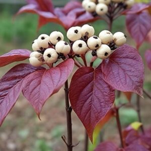Cornus alba 'Kesselringii' / feketevesszejű som