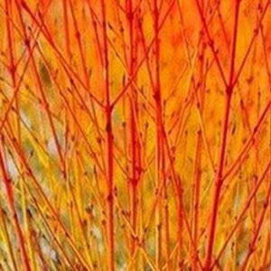 Cornus sanguinea 'Midwinter Fire' / Veresgyűrűs som