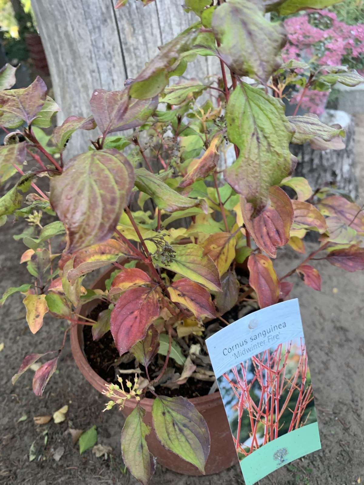 Cornus sanguinea 'Midwinter Fire' / Veresgyűrűs som - Image 2