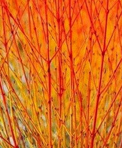 Cornus sanguinea 'Midwinter Fire' / Veresgyűrűs som